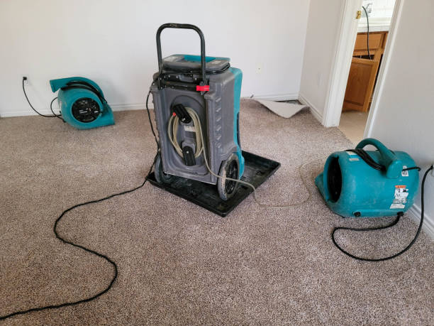 Best Basement water damage restoration  in Applewood, CO